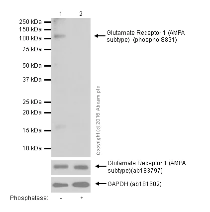 Western blot - Anti-Glutamate Receptor 1 (AMPA subtype) (phospho S831) antibody [EPR1887] - BSA and Azide free (AB247874)