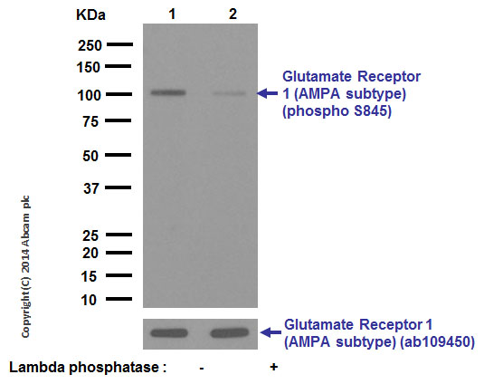 Anti-Glutamate Receptor 1 (AMPA subtype) (phospho S845