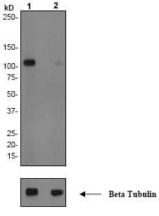 Western blot - Anti-Glutamate Receptor 1 (AMPA subtype) (phospho S845) antibody [EPR2148] (AB76321)