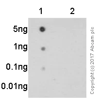 Dot Blot - Anti-Glutamate Receptor 1 (AMPA subtype) (phospho S845) antibody [EPR2148] - BSA and Azide free (AB208790)
