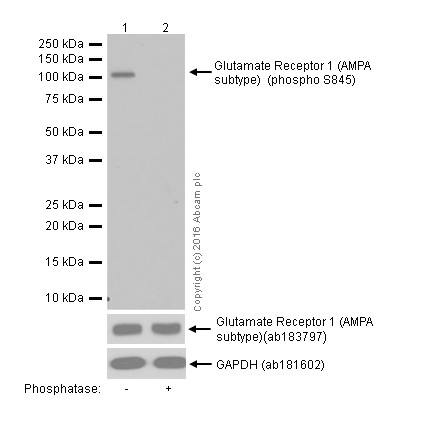 Western blot - Anti-Glutamate Receptor 1 (AMPA subtype) (phospho S845) antibody [EPR2148] - BSA and Azide free (AB208790)