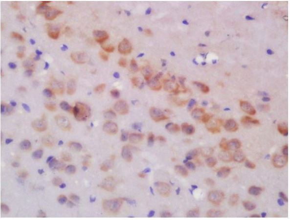 Immunohistochemistry (Formalin/PFA-fixed paraffin-embedded sections) - Anti-Glutamate receptor 3/GluA3 antibody (AB217337), expandable thumbnail