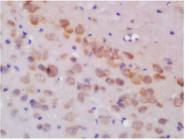 Immunohistochemistry (Formalin/PFA-fixed paraffin-embedded sections) - Anti-Glutamate receptor 3/GluA3 antibody (AB217337)