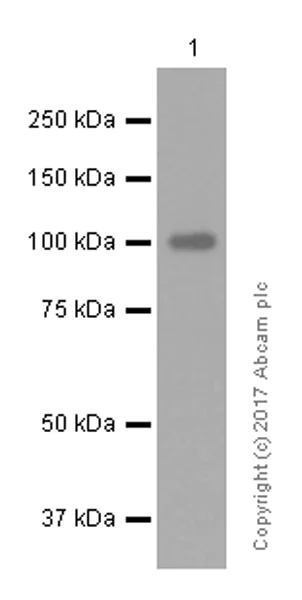 Western blot - Anti-Glutamate receptor 3/GluA3 antibody [EP813Y] (AB40845)