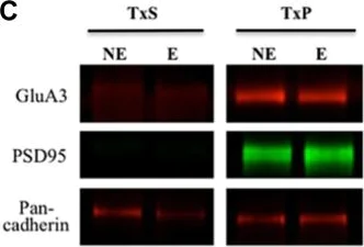 Western blot - Anti-Glutamate receptor 3/GluA3 antibody [EP813Y] (AB40845)