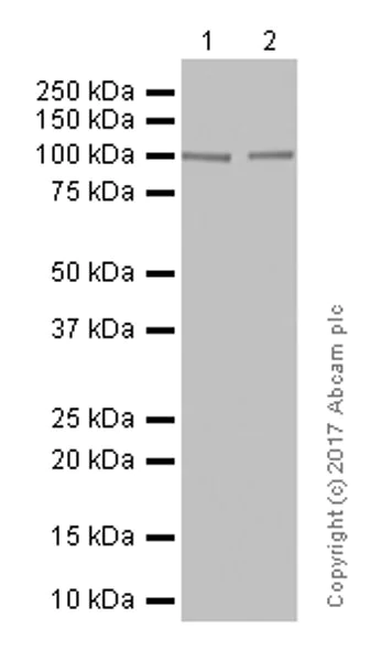 Western blot - Anti-Glutamate receptor 3/GluA3 antibody [EP813Y] (AB40845)