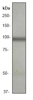 Western blot - Anti-Glutamate receptor 3/GluA3 antibody [EP813Y] - BSA and Azide free (AB232430)
