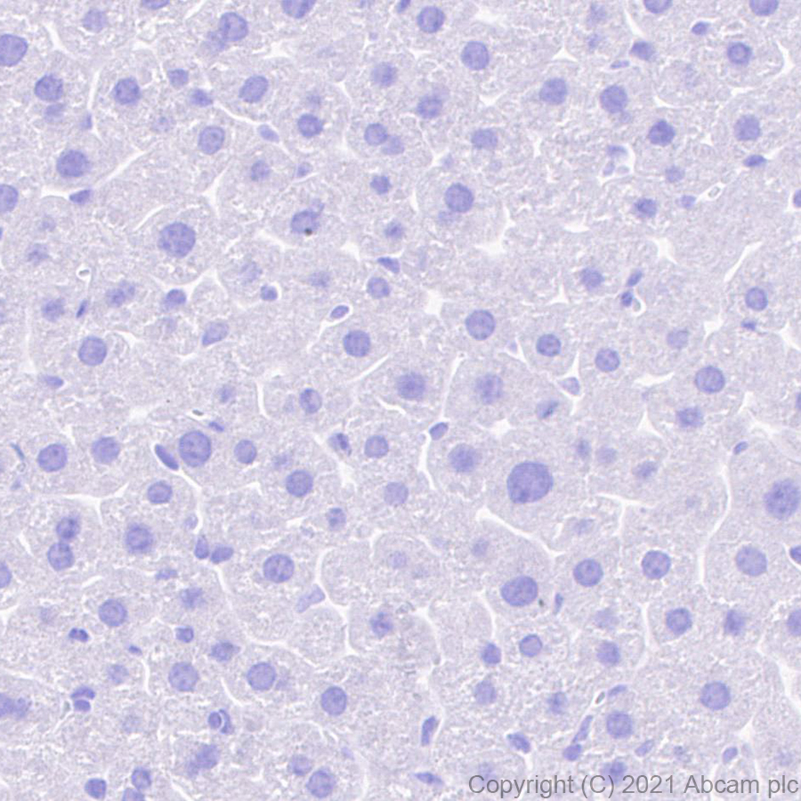 Immunohistochemistry (Formalin/PFA-fixed paraffin-embedded sections) - Anti-Glutamate receptor 4 antibody [EPR24283-69] (ab280199), expandable thumbnail