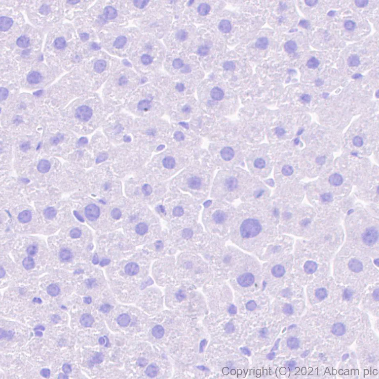 Immunohistochemistry (Formalin/PFA-fixed paraffin-embedded sections) - Anti-Glutamate receptor 4 antibody [EPR24283-69] (AB280199)