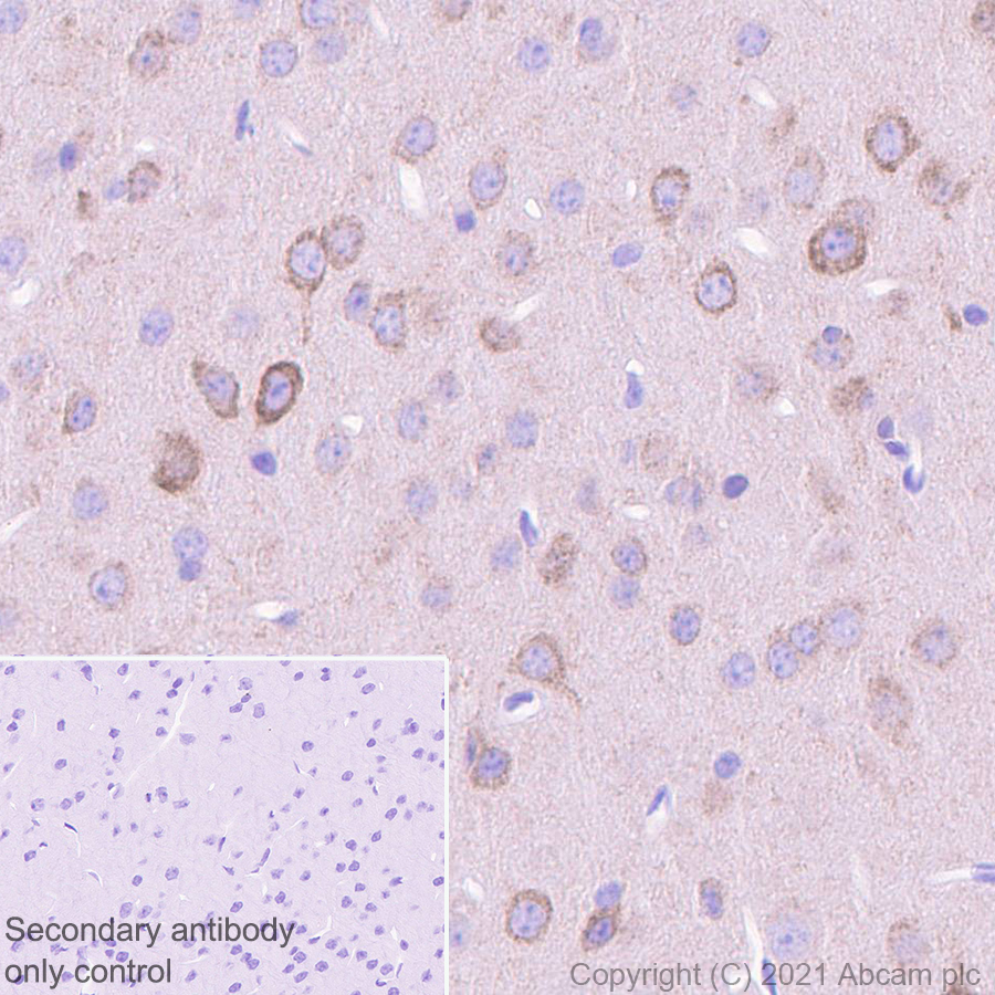Immunohistochemistry (Formalin/PFA-fixed paraffin-embedded sections) - Anti-Glutamate receptor 4 antibody [EPR24283-69] (AB280199), expandable thumbnail
