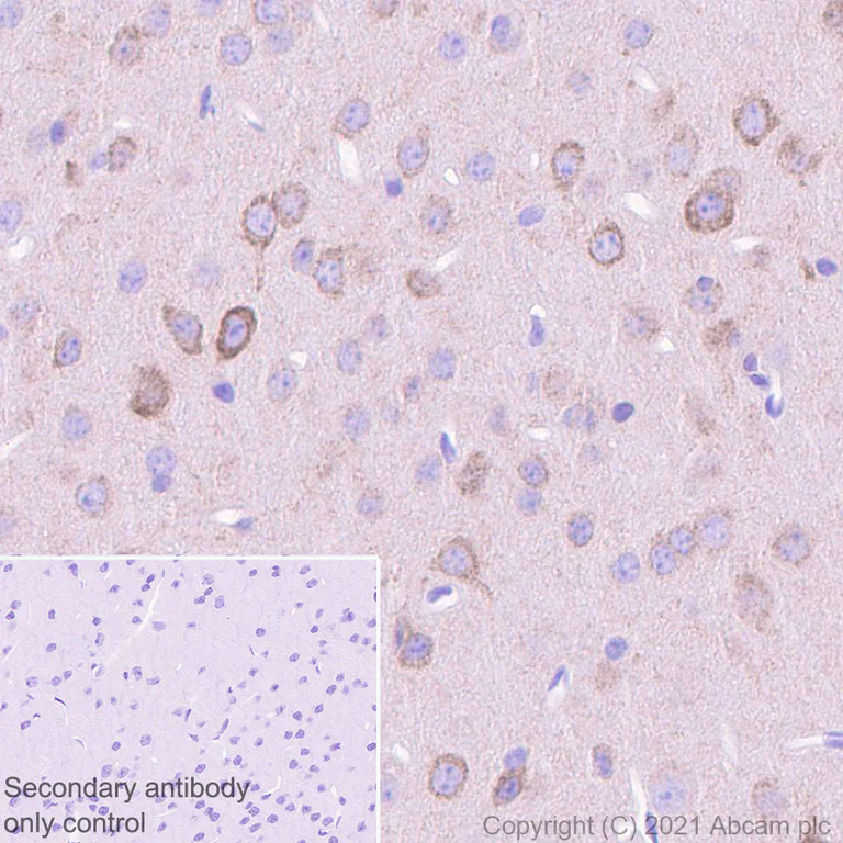 Immunohistochemistry (Formalin/PFA-fixed paraffin-embedded sections) - Anti-Glutamate receptor 4 antibody [EPR24283-69] (AB280199)