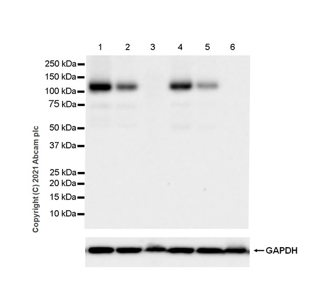Western blot - Anti-Glutamate receptor 4 antibody [EPR24283-69] (AB280199), expandable thumbnail