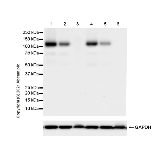 Western blot - Anti-Glutamate receptor 4 antibody [EPR24283-69] (AB280199)