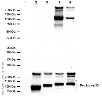 Western blot - Anti-Glutamate receptor 4 antibody [EPR24283-69] (AB280199)