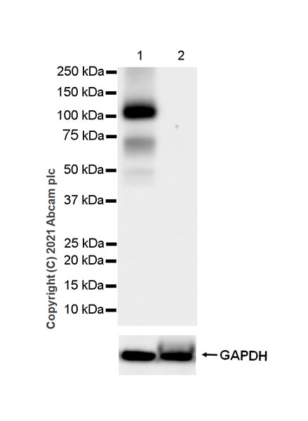 Western blot - Anti-Glutamate receptor 4 antibody [EPR24283-69] (AB280199), expandable thumbnail
