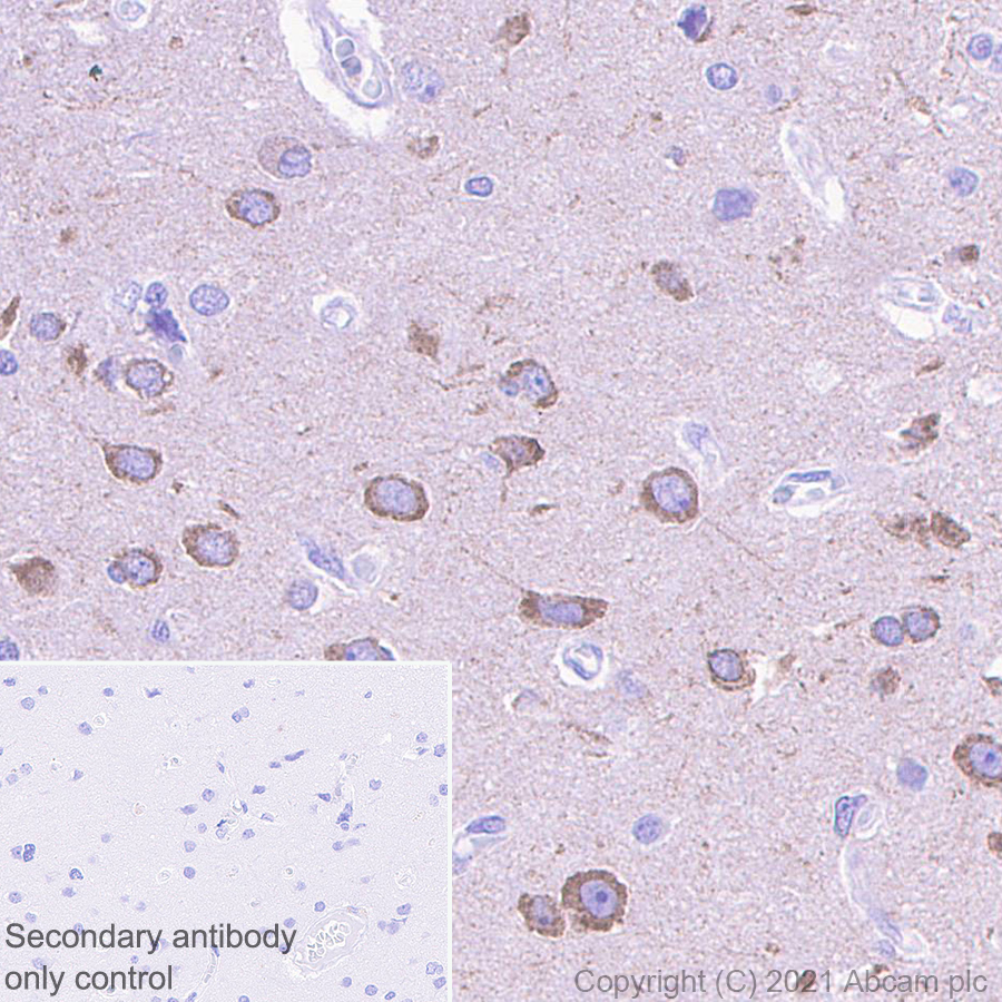 Immunohistochemistry (Formalin/PFA-fixed paraffin-embedded sections) - Anti-Glutamate receptor 4 antibody [EPR24283-69] - BSA and Azide free (AB280206)