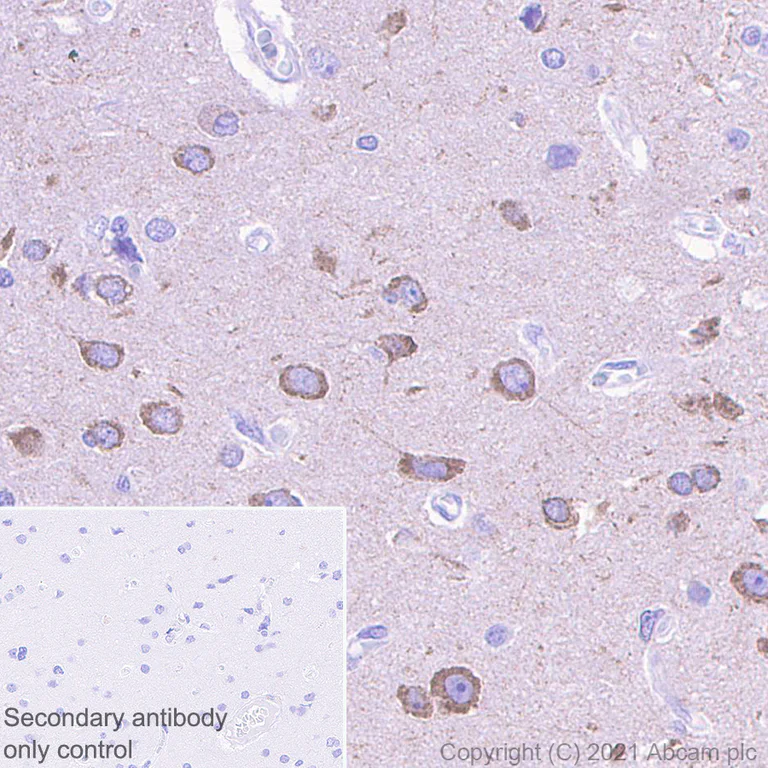 Immunohistochemistry (Formalin/PFA-fixed paraffin-embedded sections) - Anti-Glutamate receptor 4 antibody [EPR24283-69] - BSA and Azide free (AB280206)