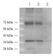 Western blot - Anti-Glutamate Transporter 1 antibody (AB106289)