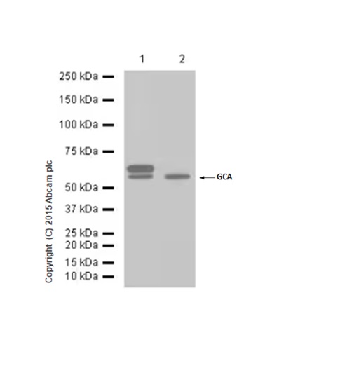 Western blot - Anti-Glutaminase antibody [EP7212] - BSA and Azide free (AB214802), expandable thumbnail