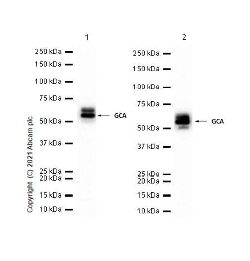 Western blot - Anti-Glutaminase antibody [EP7212] - BSA and Azide free (AB214802), expandable thumbnail