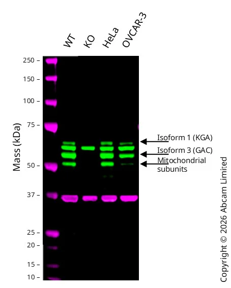 Western blot - Anti-Glutaminase antibody [EP7212] - BSA and Azide free (AB214802)