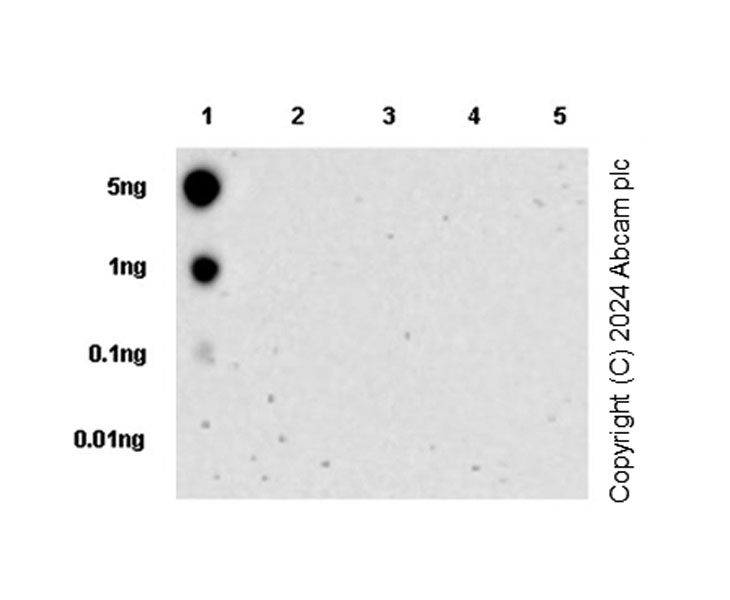 Dot Blot - Anti-Glutaminase antibody [EPR28716-72] - BSA and Azide free (AB317033), expandable thumbnail