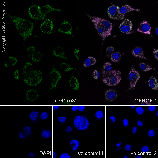 Immunocytochemistry/ Immunofluorescence - Anti-Glutaminase antibody [EPR28716-72] - BSA and Azide free (AB317033), expandable thumbnail