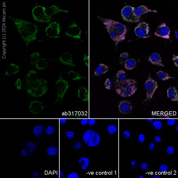 Immunocytochemistry/ Immunofluorescence - Anti-Glutaminase antibody [EPR28716-72] - BSA and Azide free (AB317033)