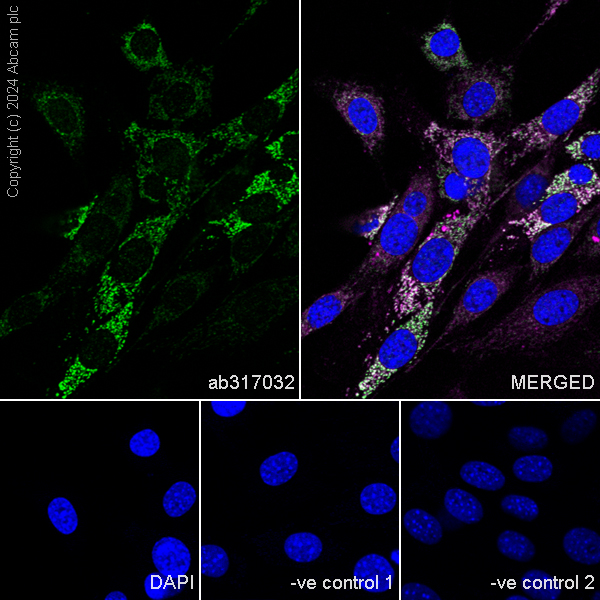 Immunocytochemistry/ Immunofluorescence - Anti-Glutaminase antibody [EPR28716-72] - BSA and Azide free (ab317033), expandable thumbnail