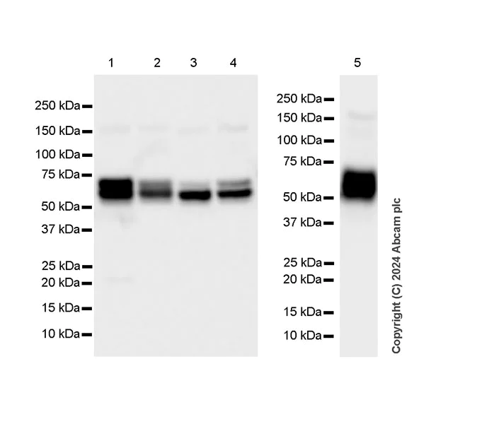 Western blot - Anti-Glutaminase antibody [EPR28716-72] - BSA and Azide free (AB317033)