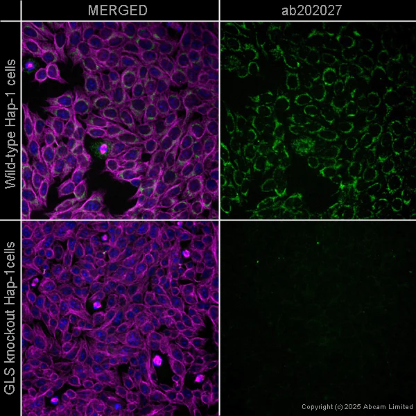 Immunocytochemistry/ Immunofluorescence - Anti-Glutaminase C antibody [EPR19525] - BSA and Azide free (AB223129)