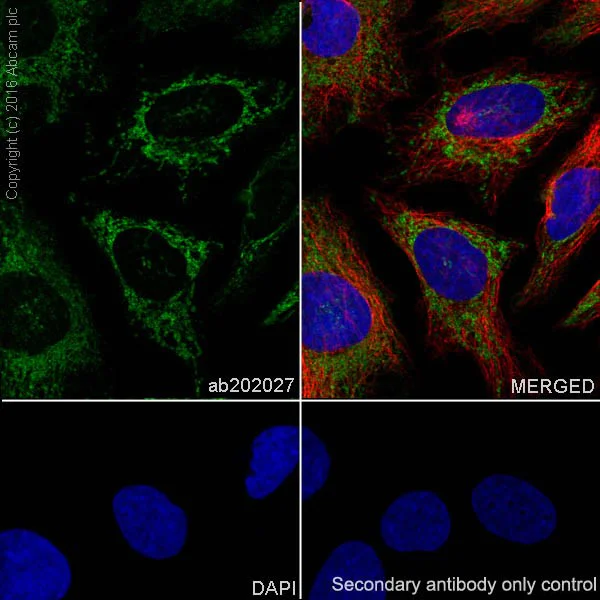 Immunocytochemistry/ Immunofluorescence - Anti-Glutaminase C antibody [EPR19525] - BSA and Azide free (AB223129)