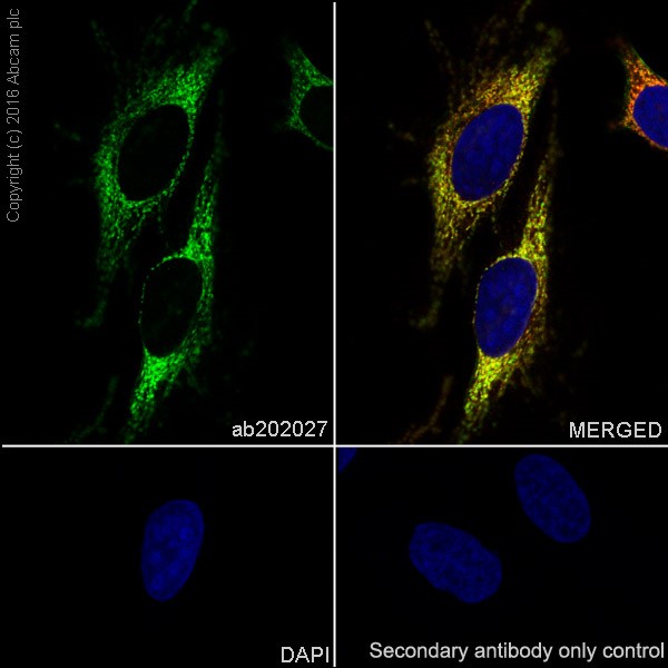 Immunocytochemistry/ Immunofluorescence - Anti-Glutaminase C antibody [EPR19525] - BSA and Azide free (AB223129)