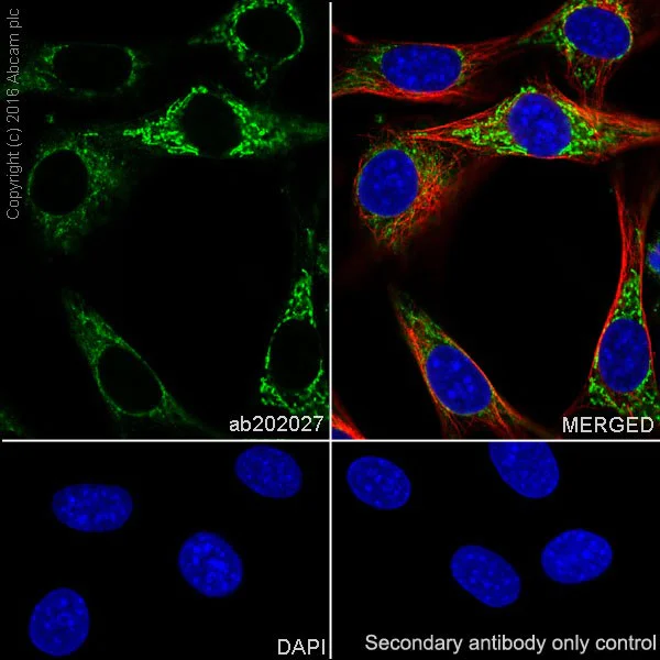 Immunocytochemistry/ Immunofluorescence - Anti-Glutaminase C antibody [EPR19525] - BSA and Azide free (AB223129)