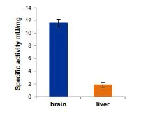 Functional Studies - Glutaminase (GLS) Activity Assay Kit (Fluorometric) (AB284547)