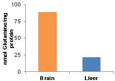 Functional Studies - Glutamine Assay Kit (Colorimetric) (AB197011), expandable thumbnail