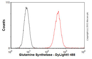 Anti-Glutamine Synthetase antibody [3B6] - BSA and Azide free