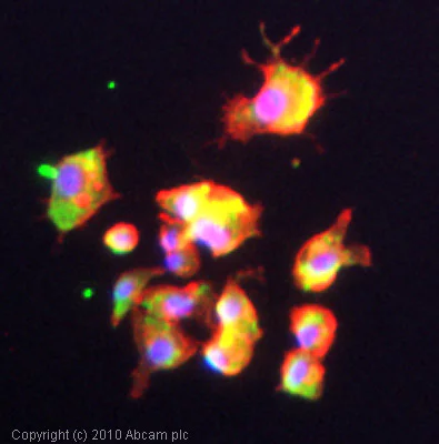 Immunocytochemistry/ Immunofluorescence - Anti-Glutamine Synthetase antibody [3B6] - BSA and Azide free (AB64613)