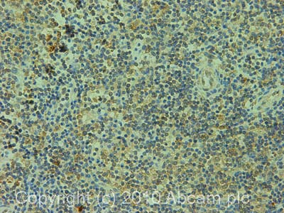 Immunohistochemistry (Formalin/PFA-fixed paraffin-embedded sections) - Anti-Glutamine Synthetase antibody [3B6] - BSA and Azide free (AB64613)