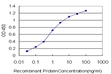 Sandwich ELISA - Anti-Glutamine Synthetase antibody [3B6] - BSA and Azide free (AB64613)