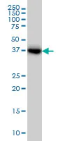 Western blot - Anti-Glutamine Synthetase antibody [3B6] - BSA and Azide free (AB64613)