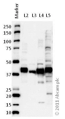 Western blot - Anti-Glutamine Synthetase antibody [3B6] - BSA and Azide free (AB64613)
