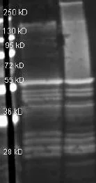 Western blot - Anti-Glutamine Synthetase antibody (AB181625)