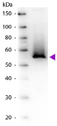 Western blot - Anti-Glutamine Synthetase antibody (AB181625)