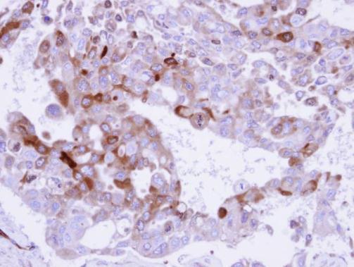 Immunohistochemistry (Formalin/PFA-fixed paraffin-embedded sections) - Anti-Glutamine Synthetase antibody (AB228590)