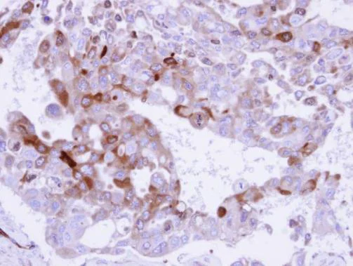 Immunohistochemistry (Formalin/PFA-fixed paraffin-embedded sections) - Anti-Glutamine Synthetase antibody (AB228590)