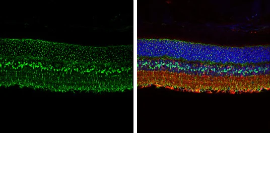 Immunohistochemistry (Formalin/PFA-fixed paraffin-embedded sections) - Anti-Glutamine Synthetase antibody (AB228590)