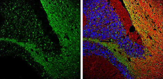 Immunohistochemistry (Frozen sections) - Anti-Glutamine Synthetase antibody (AB228590)