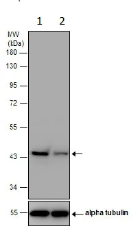 Western blot - Anti-Glutamine Synthetase antibody (AB228590)