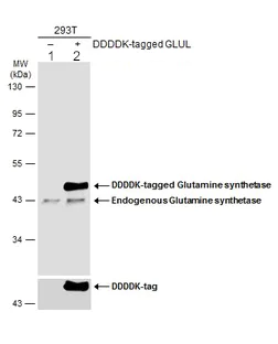 Western blot - Anti-Glutamine Synthetase antibody (AB228590)